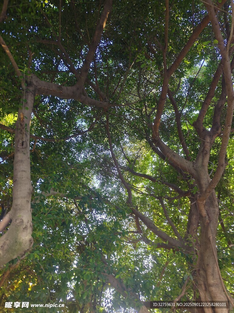 林間綠蔭 