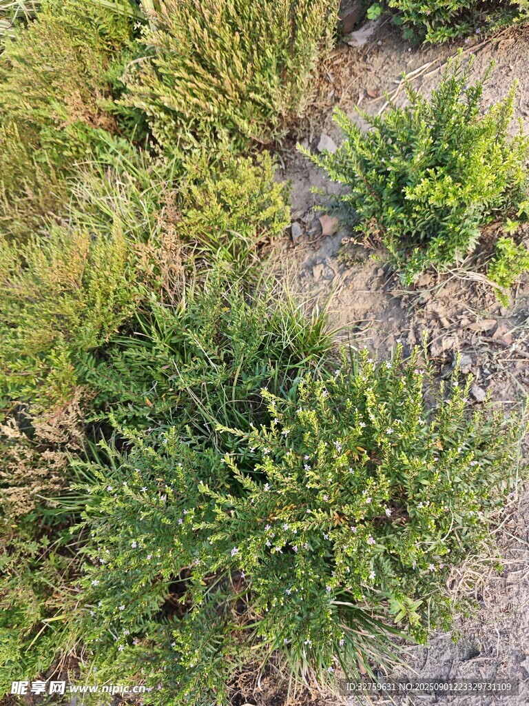 地面上的綠色植物群落