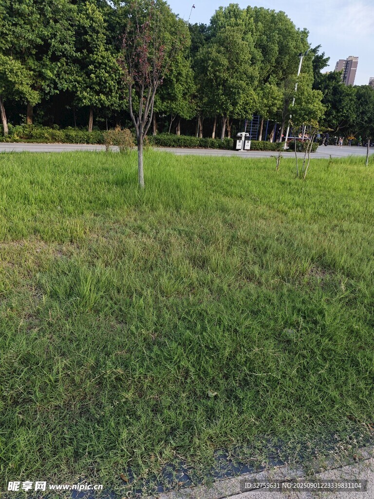 城市中的綠意草坪景觀