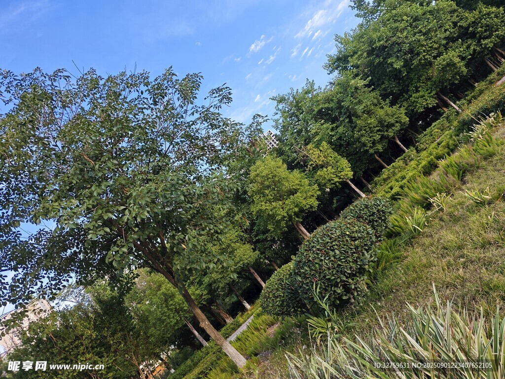 戶外綠意盎然的自然景致