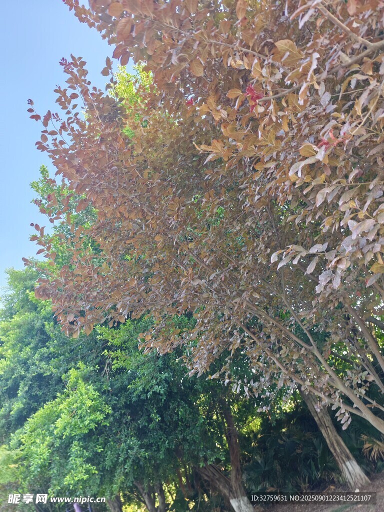 多彩樹木景觀
