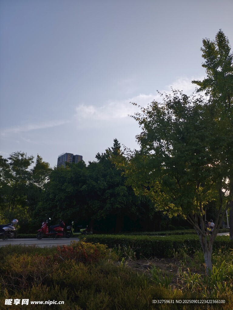 黃昏下的樹林景觀