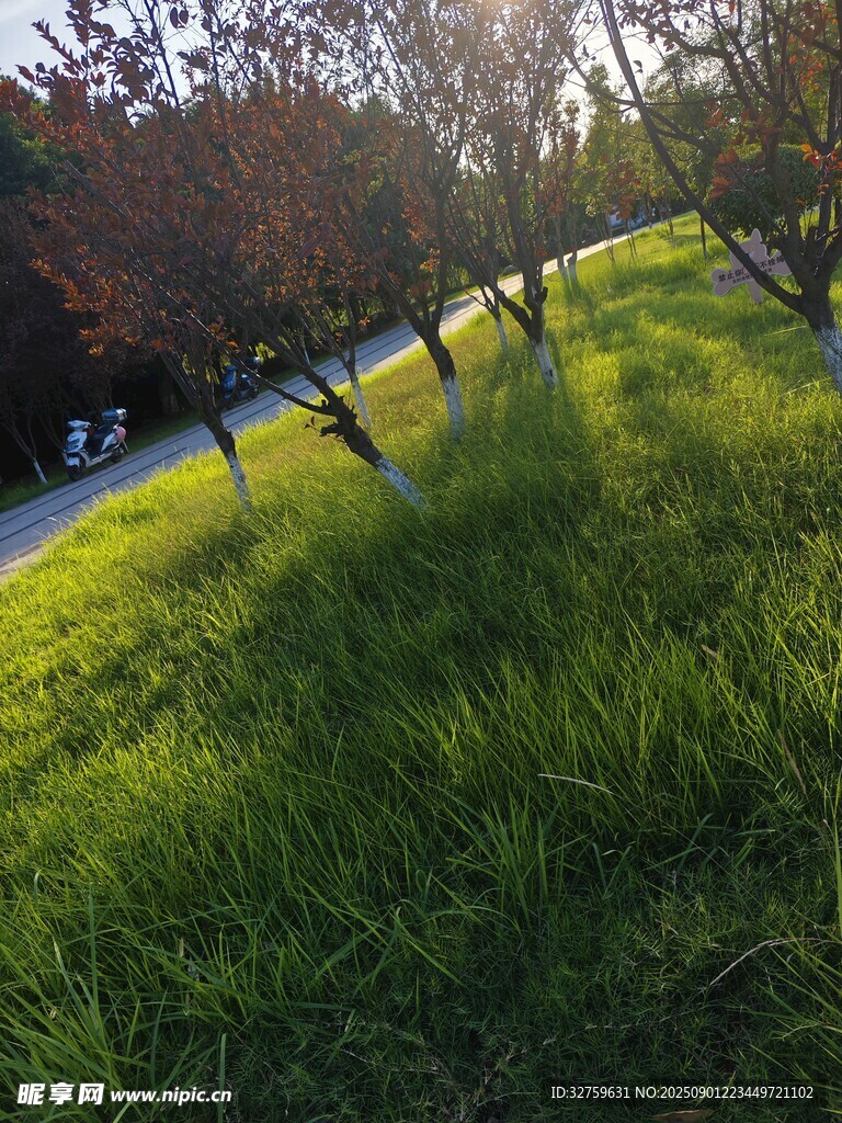 陽光照耀下的草地與樹木