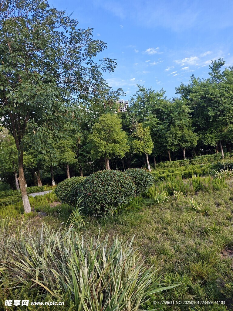 綠意盎然的戶外自然景觀