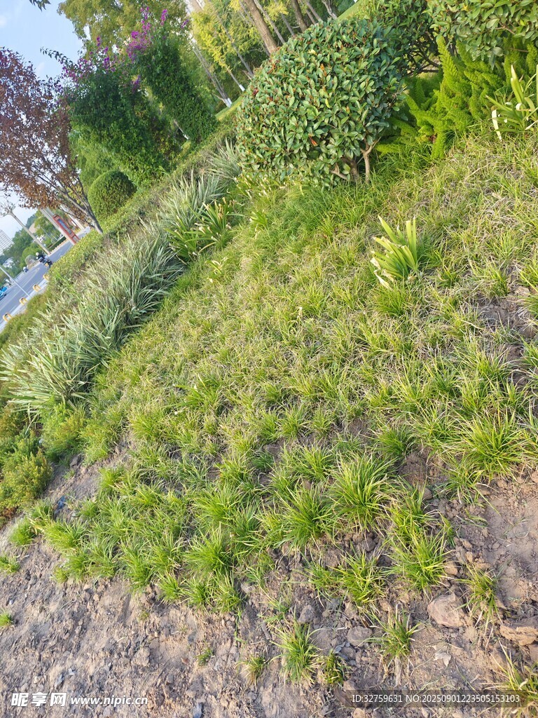 戶外綠意盎然的草地景觀