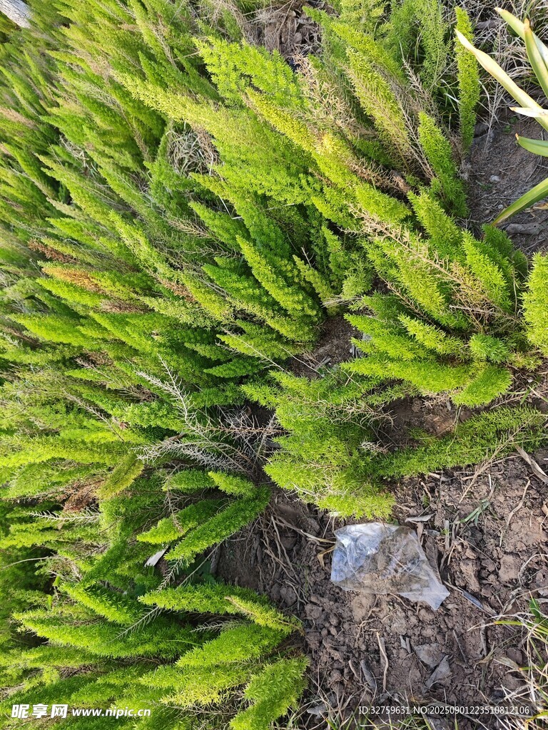 翠綠蕨類植物近景特寫