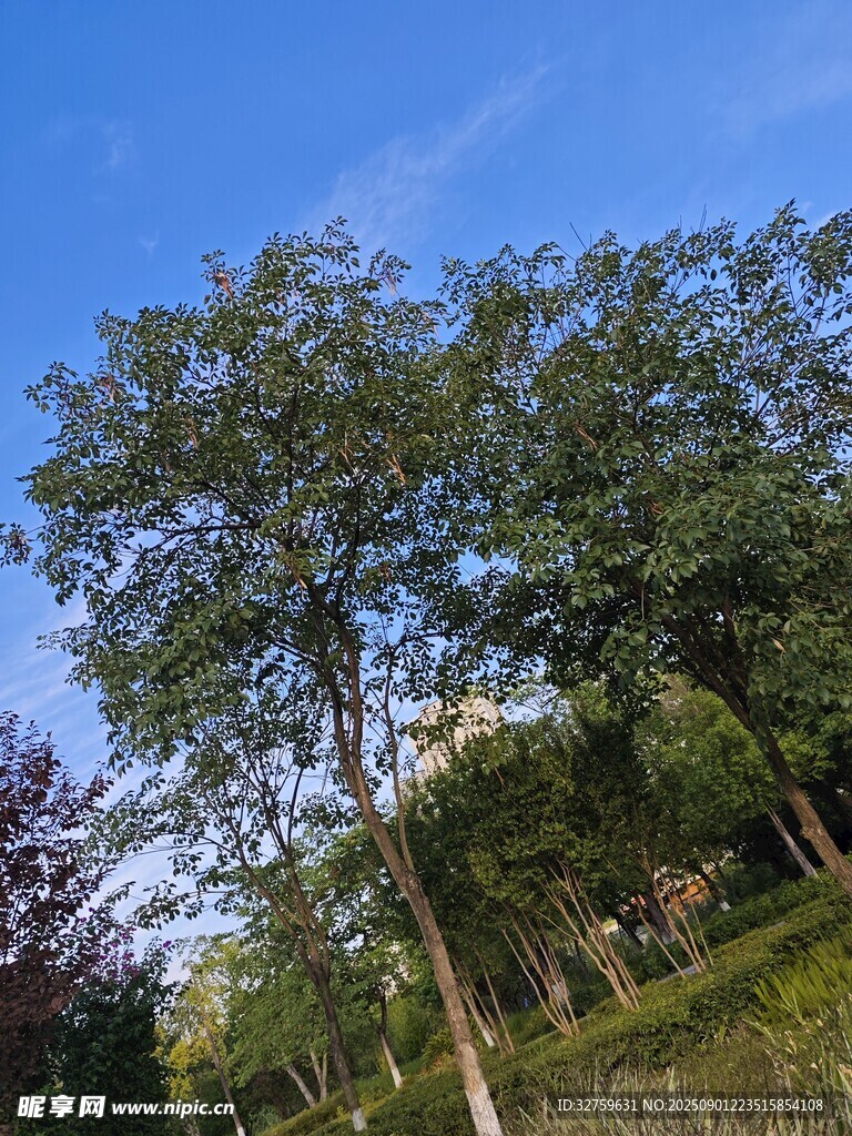 藍(lán)天綠樹(shù)的清新自然景象