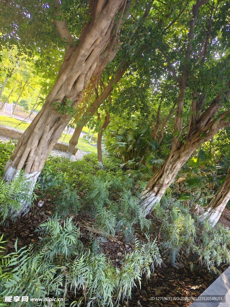 林間綠植景觀