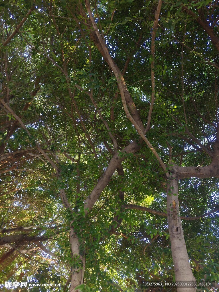 仰視茂密樹林樹冠景象