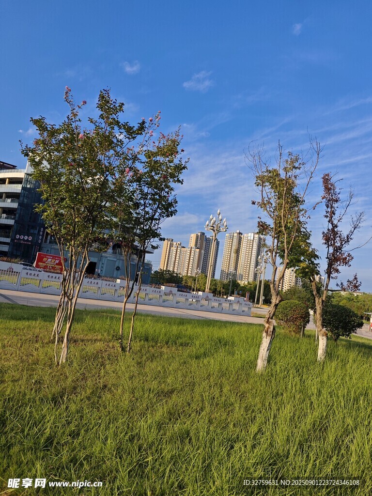 城市草地旁的樹木與建筑