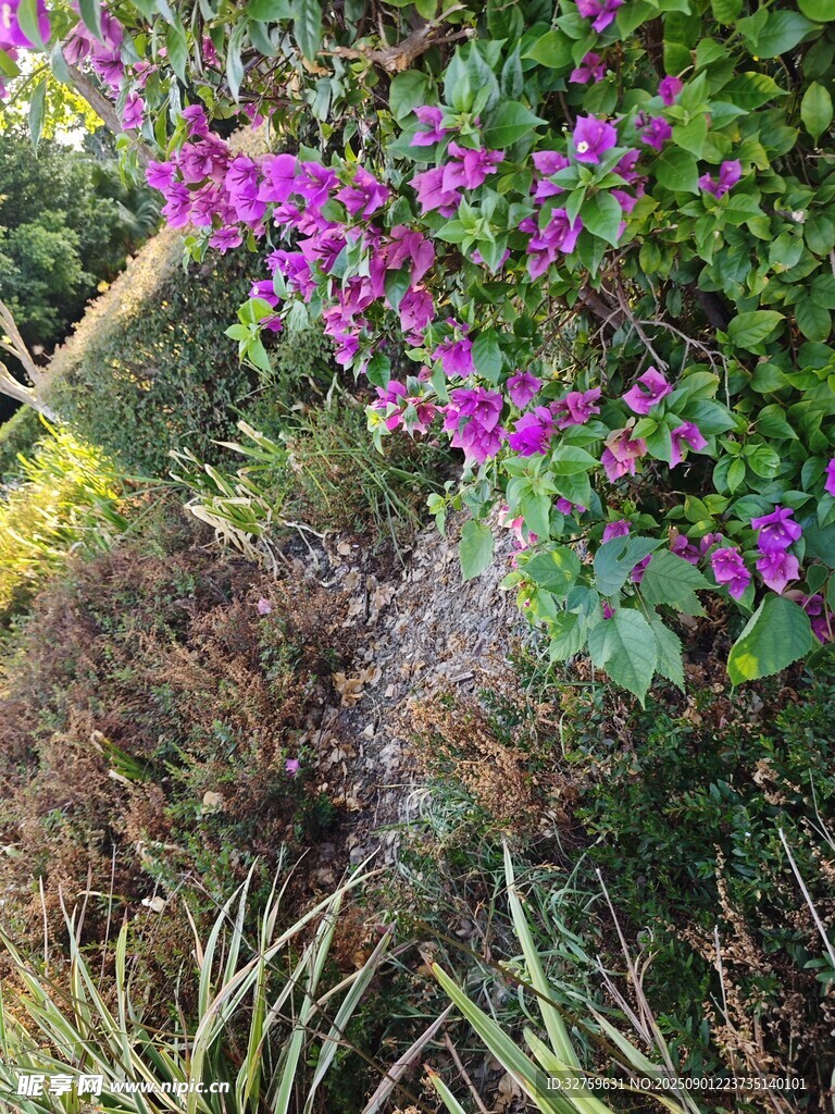 紫色花卉綻放于綠植間