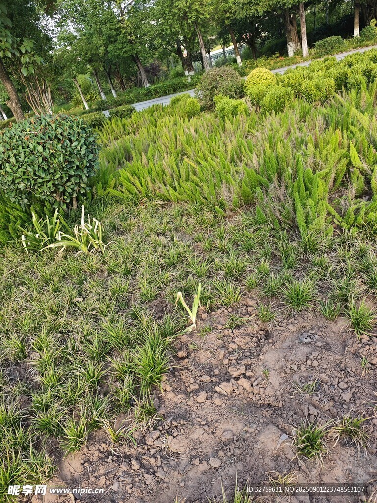 戶外草地與綠植景觀