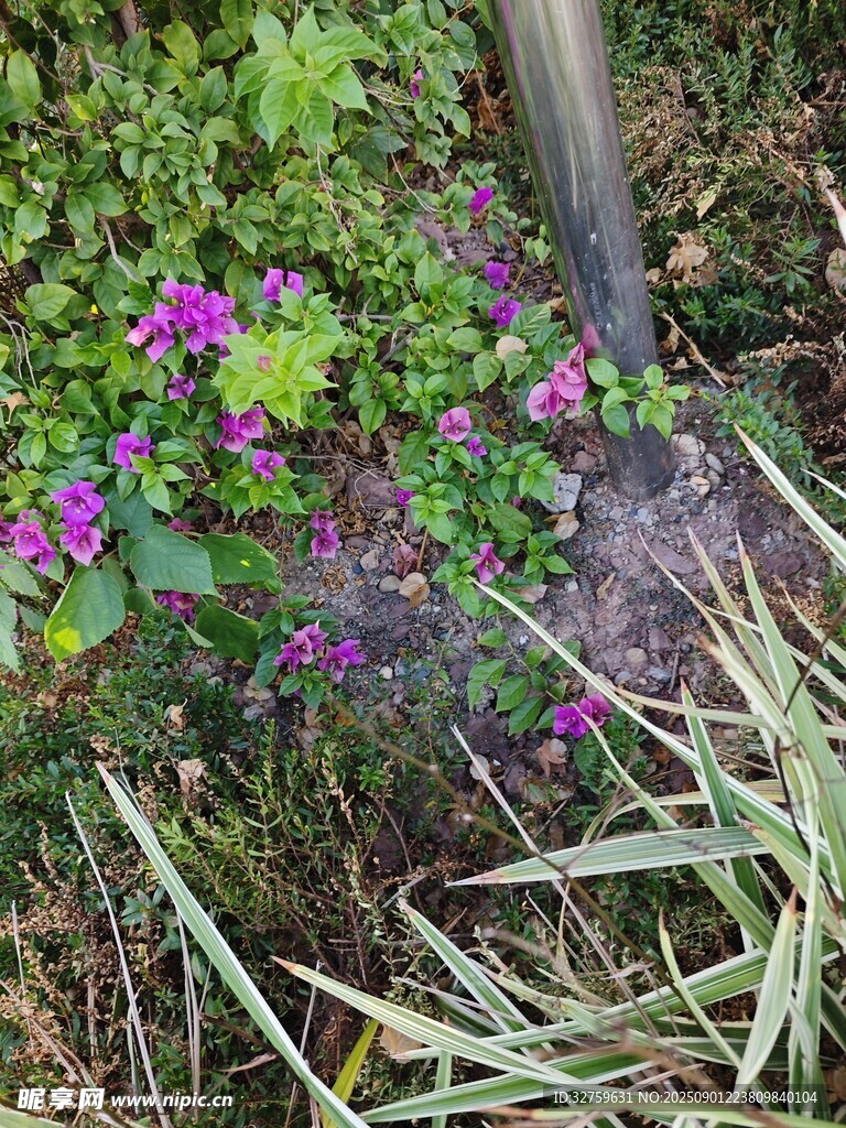 水管澆灌下的紫色小花