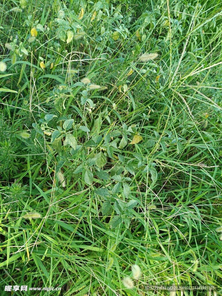 野外叢生的綠色植物