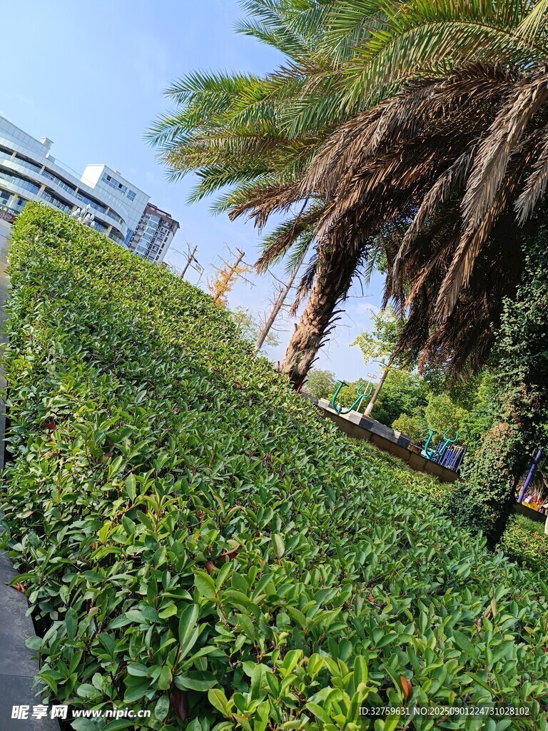 城市中的綠植景觀