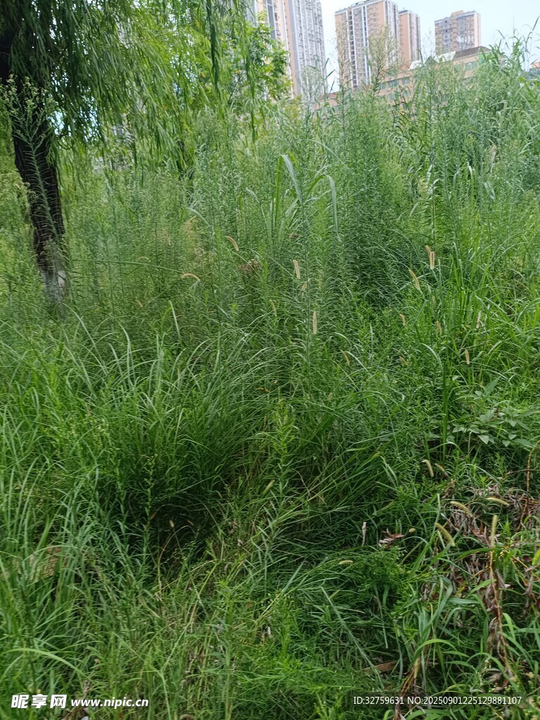 城市中的茂密綠色草地