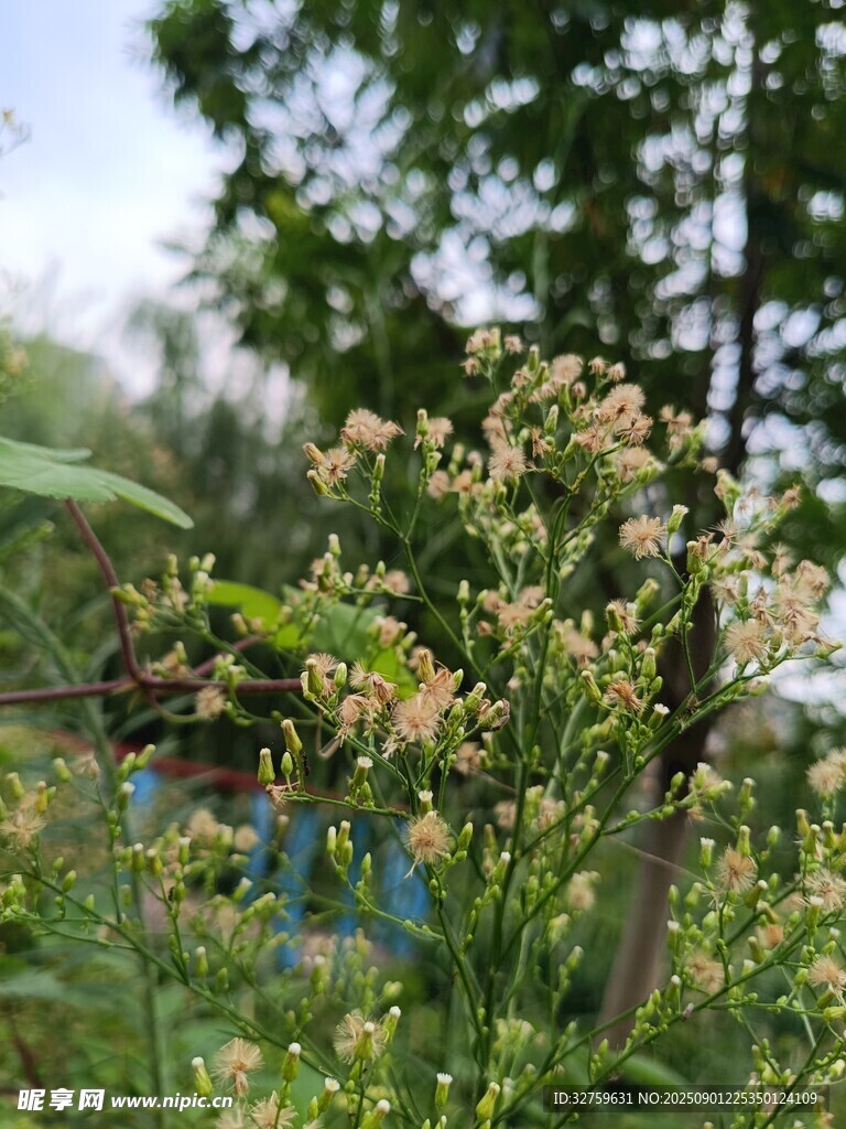 野外綻放的淡黃小花
