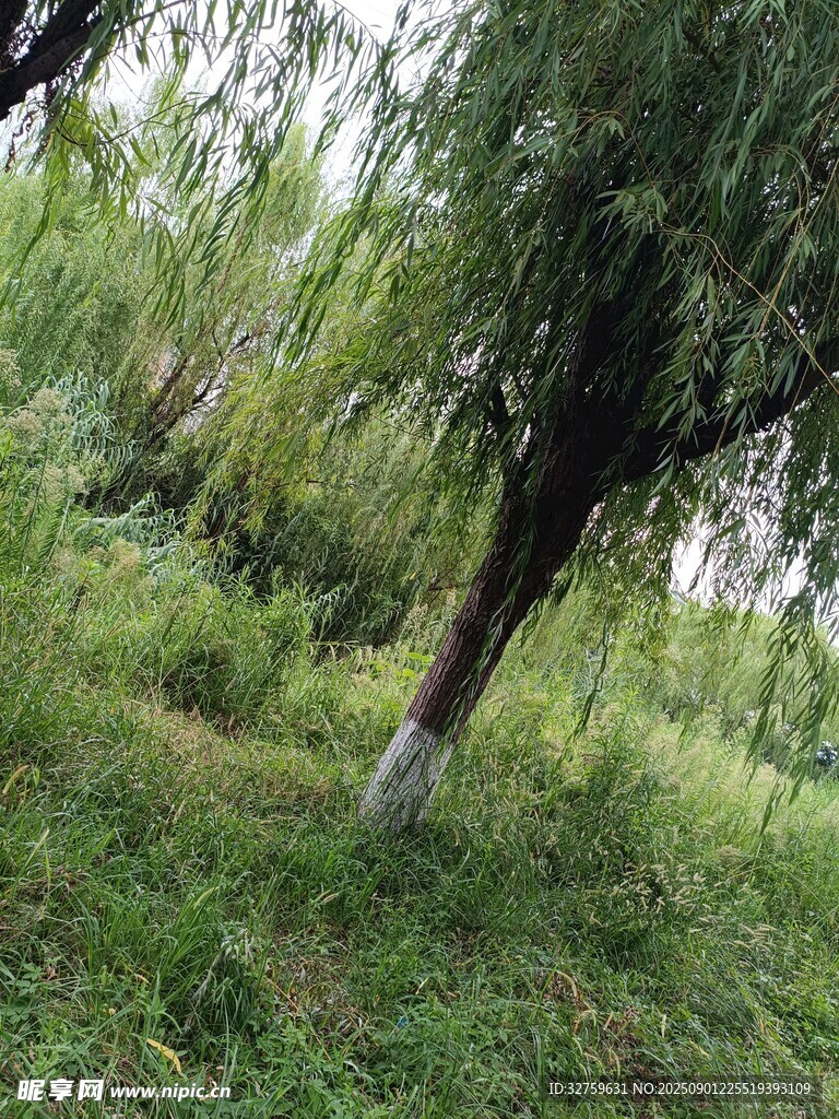 林間垂柳 
