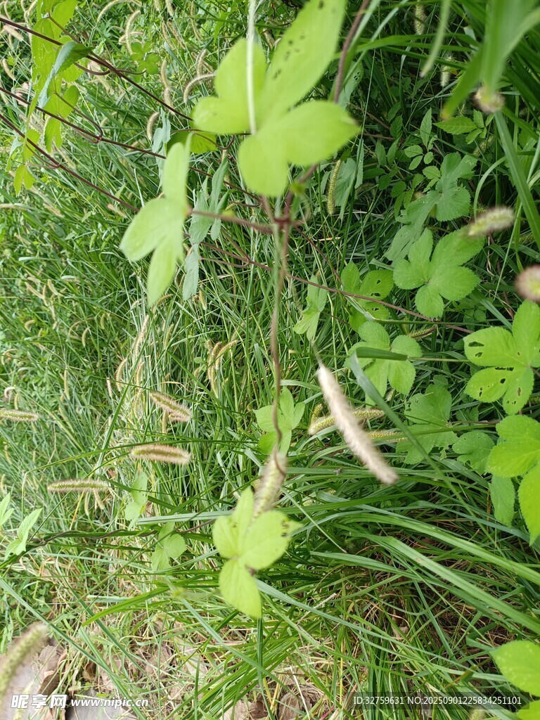 草叢中的三葉草