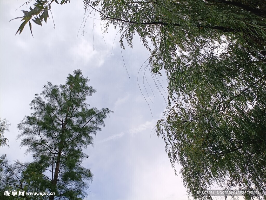 林間樹(shù)梢上的天空景致