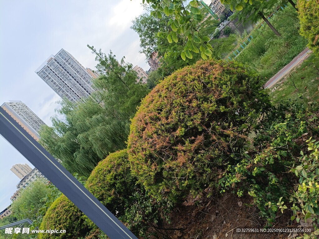 城市中的綠植景觀