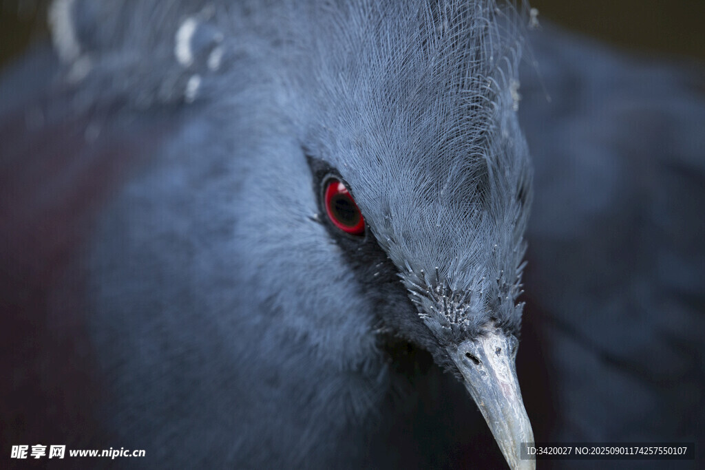 藍(lán)鳳冠鳩