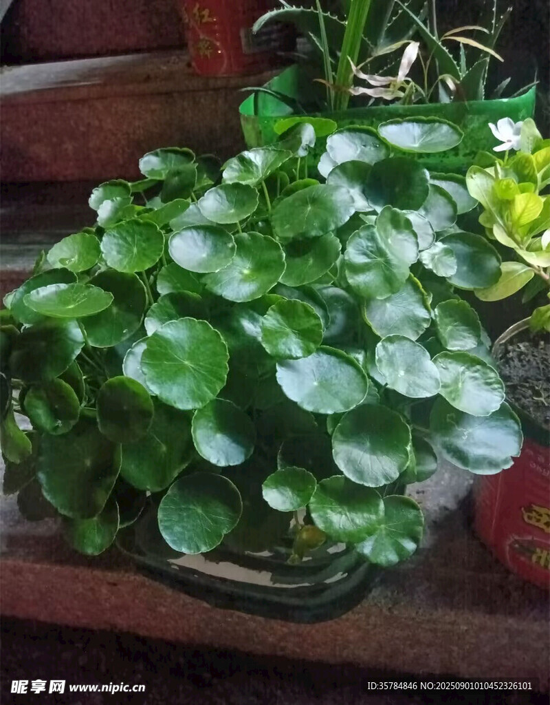 旺財銅錢金錢草