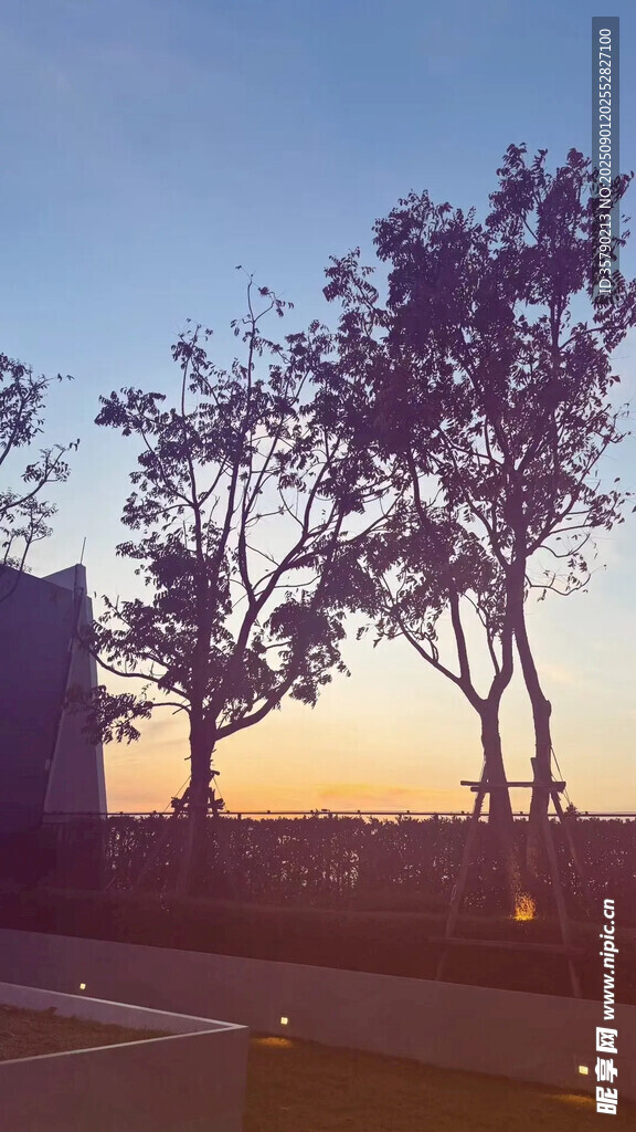 夕陽(yáng)下的樹(shù)木剪影美景