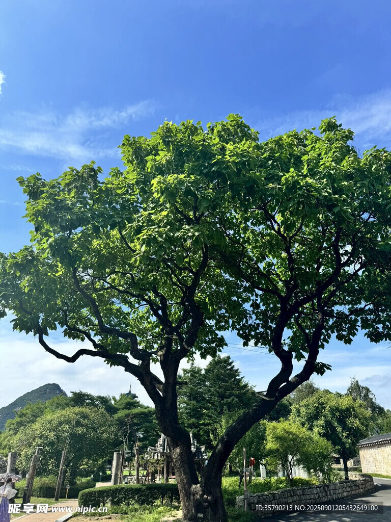 夏日繁茂大樹(shù) 風(fēng)景獨(dú)好