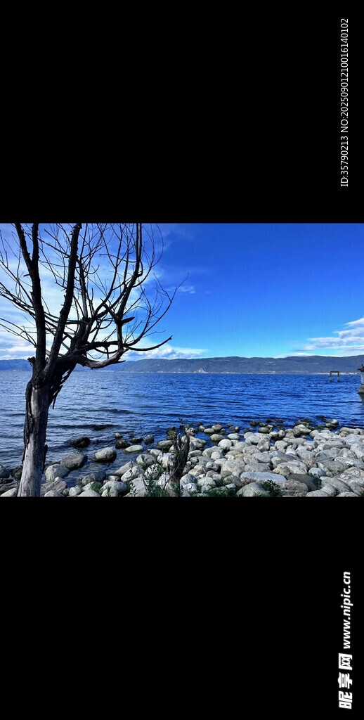 孤獨枯樹伴碧海藍天