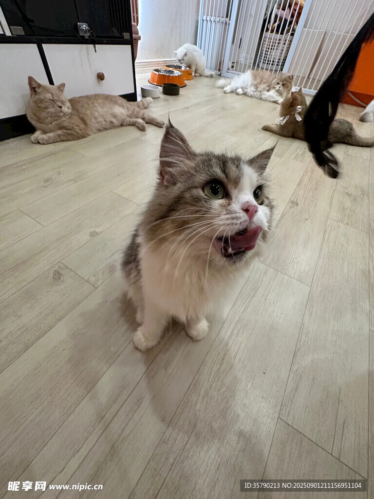 張嘴貓咪顯可愛