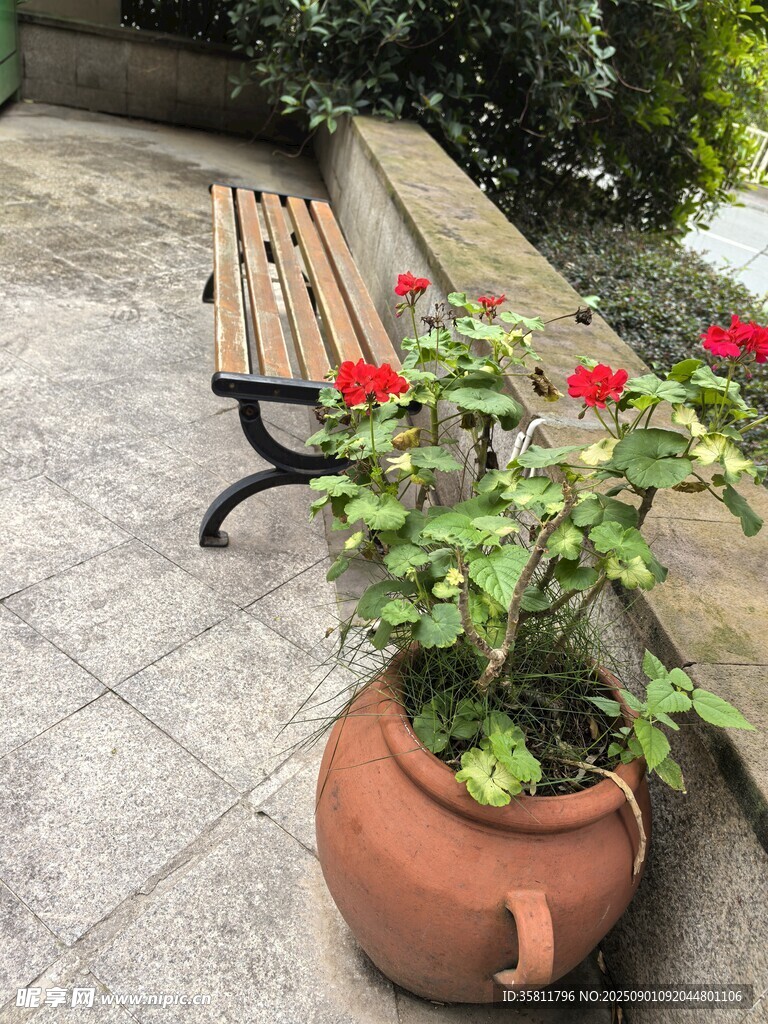 戶外長椅旁的盆栽花卉