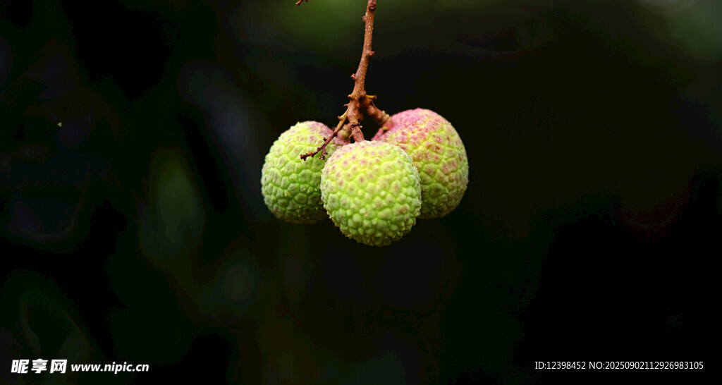 青荔枝掛枝