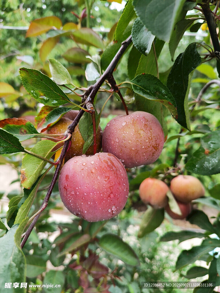 枝頭紅蘋果