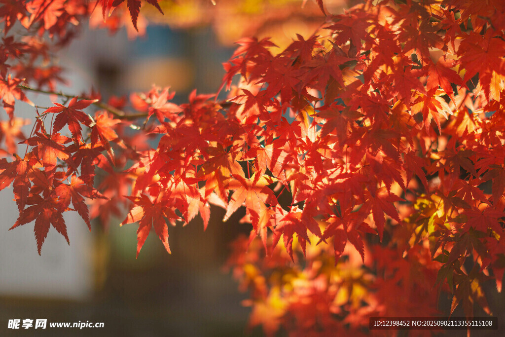 秋日紅楓葉景