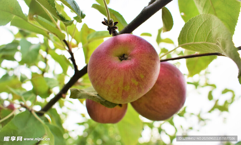 枝頭紅蘋(píng)果