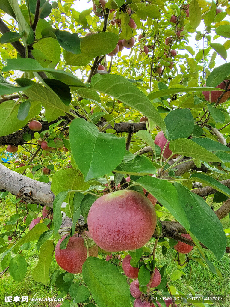 果園中成熟的紅蘋果