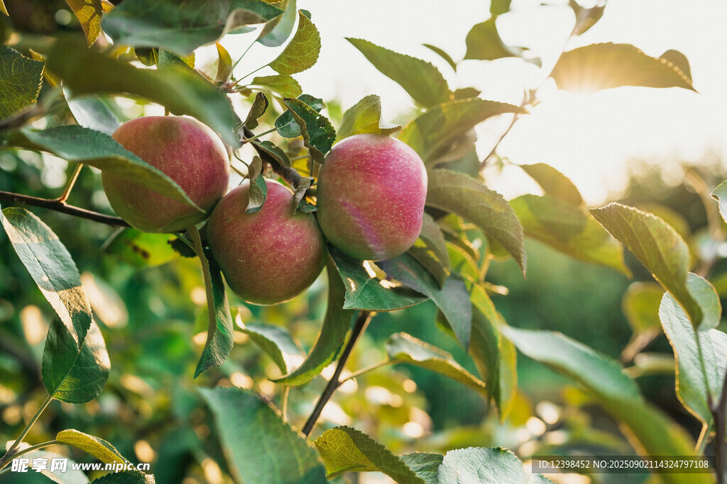 陽(yáng)光下枝頭的紅蘋(píng)果