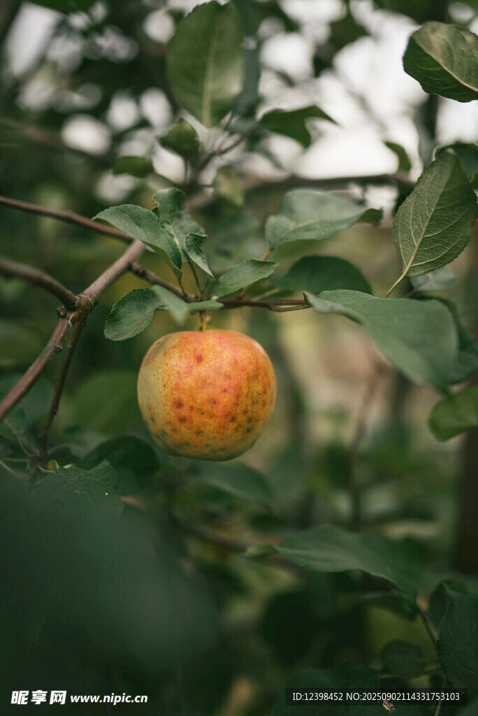 枝頭的誘人蘋果
