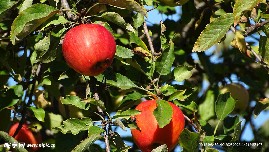 枝頭紅蘋果