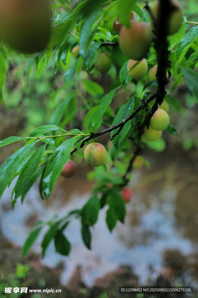 枝頭青果伴綠葉