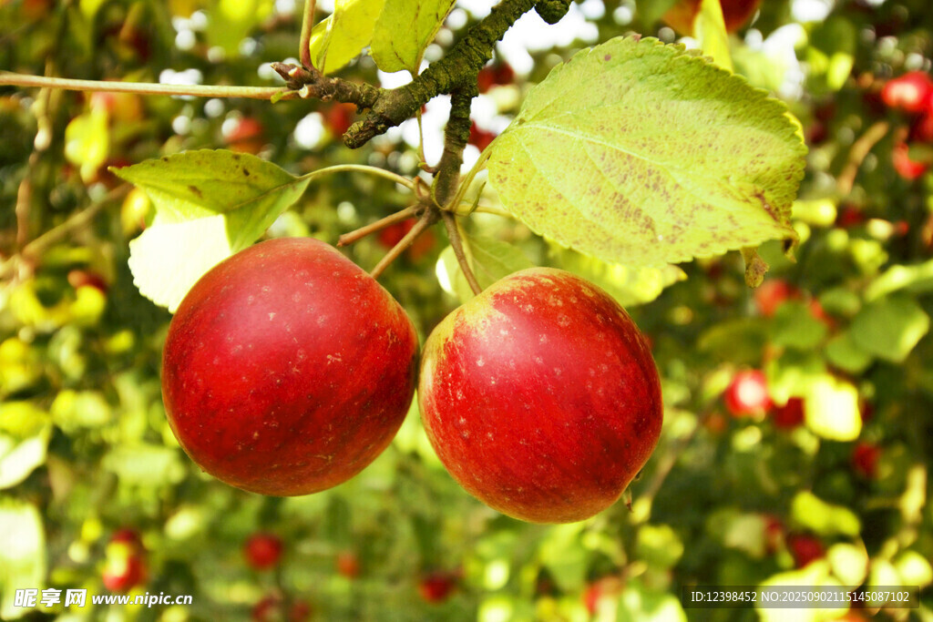 枝頭紅蘋(píng)果