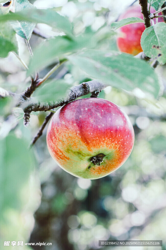 枝頭紅蘋果