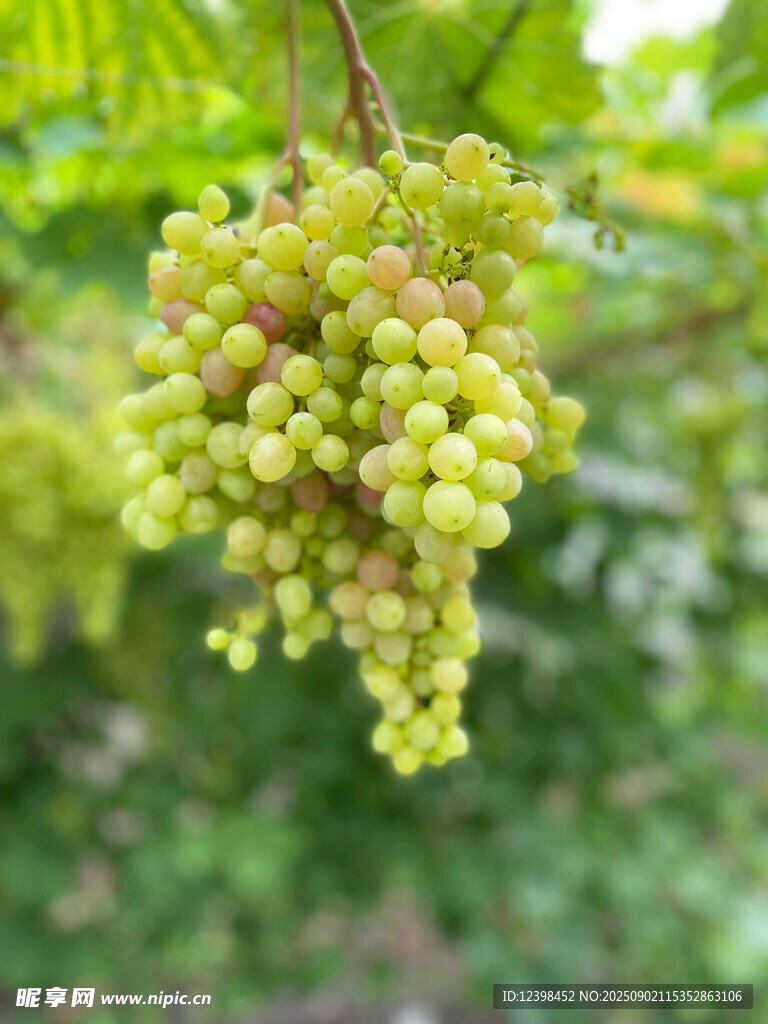 青葡萄掛枝