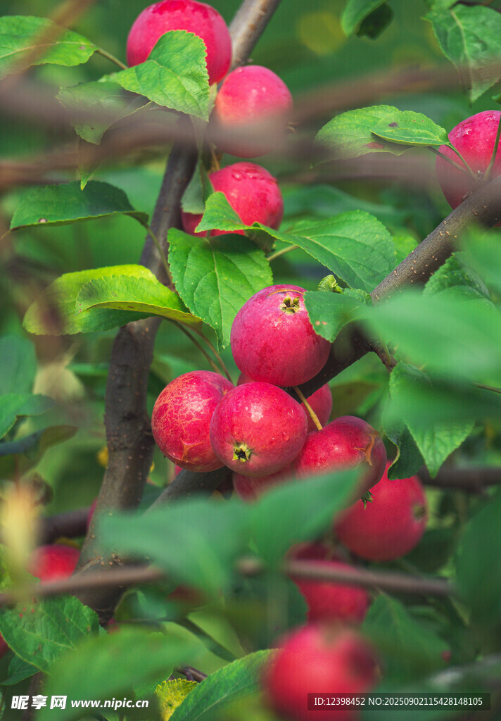 枝頭紅果