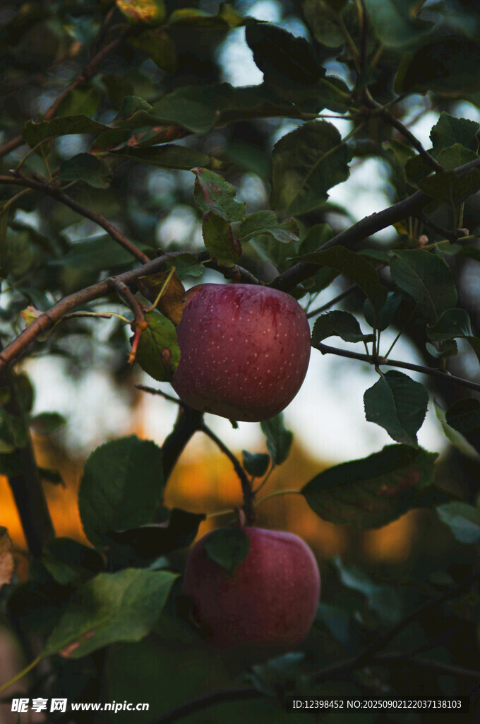 夕陽下枝頭的紅蘋果