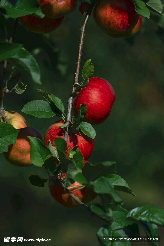 枝頭紅蘋果