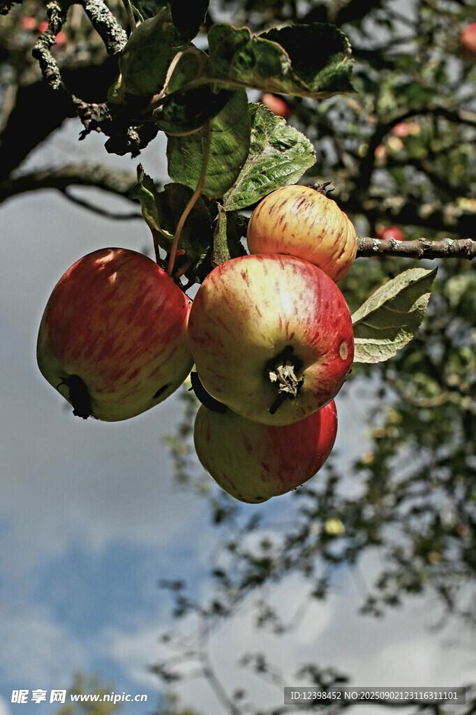 枝頭紅蘋(píng)果