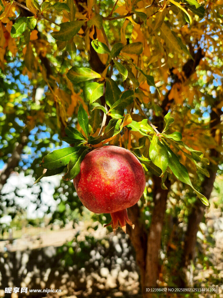 枝頭紅石榴