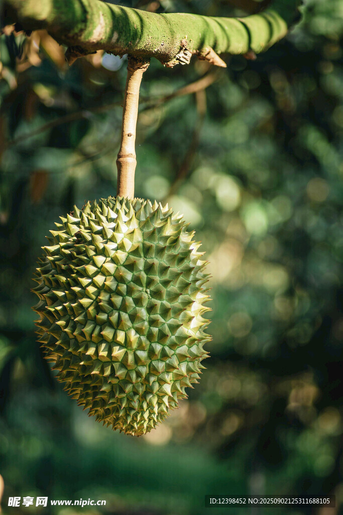 樹上懸掛的飽滿榴蓮